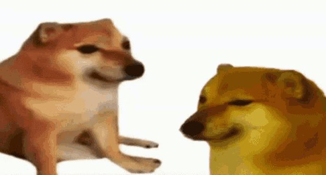 Bouncing Bonk Doge
